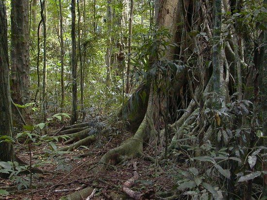 Mary Cairncross Scenic Reserve